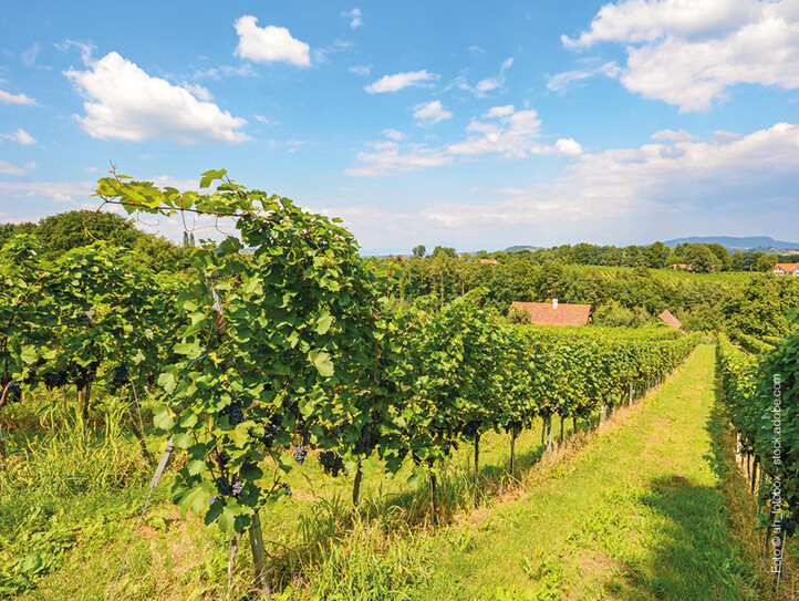 Wohnen Weinviertel